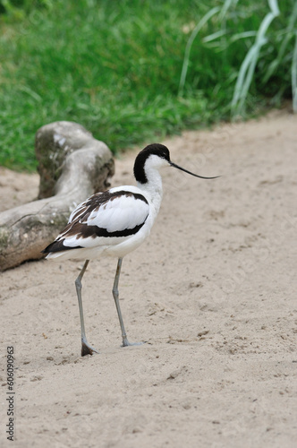 Szablodziób zwyczajny spacerujący po piasku