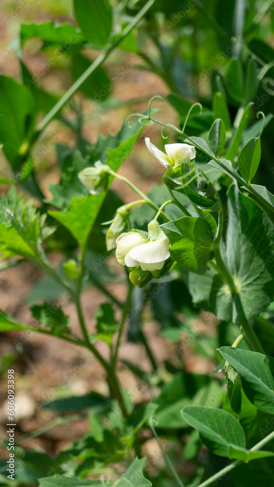 White flowering plants. Flowering peas close-up. Growing peas close-up White flowering plants. Flowering peas close-up. Growing peas close-up