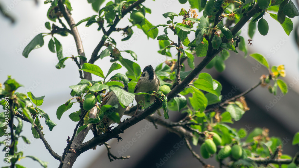 A small bird sits on a branch of a tree with leaves. Small bird close-up. Birds in the wild