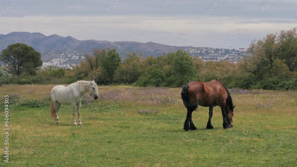Wild Mustang Horse family with a new born in Spain, Barcelona. Wild Mustang Horse family with a new born in Spain, Barcelona.