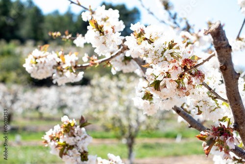 Field of almond trees in bloom on a sunny spring day near Tivissa. photo