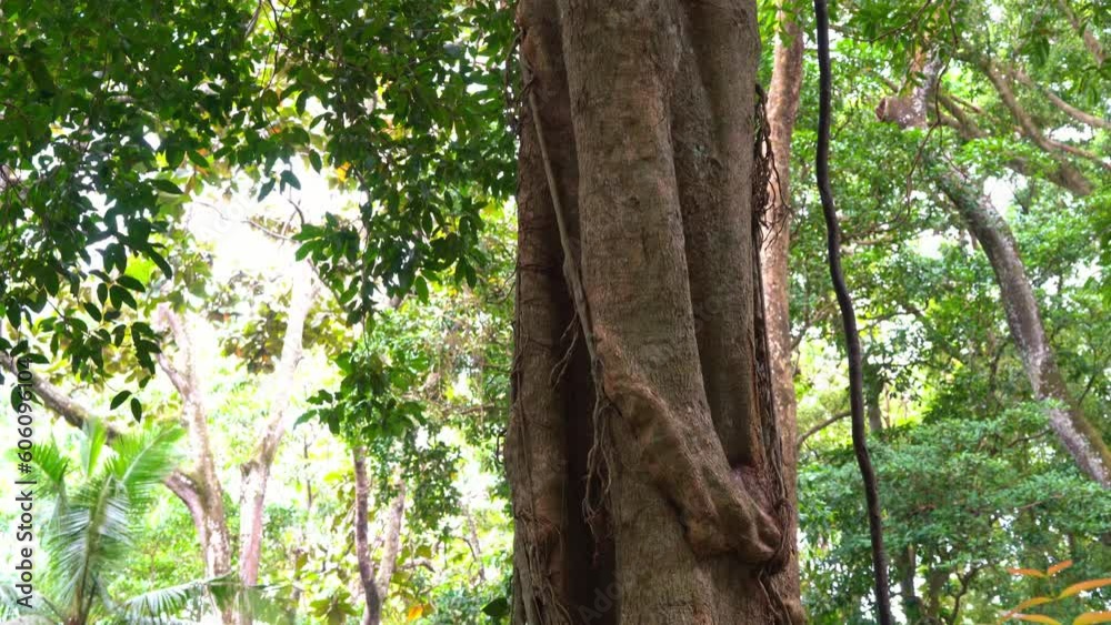 Large and beautiful curly trunk of an old tree Large and beautiful curly trunk of an old tree