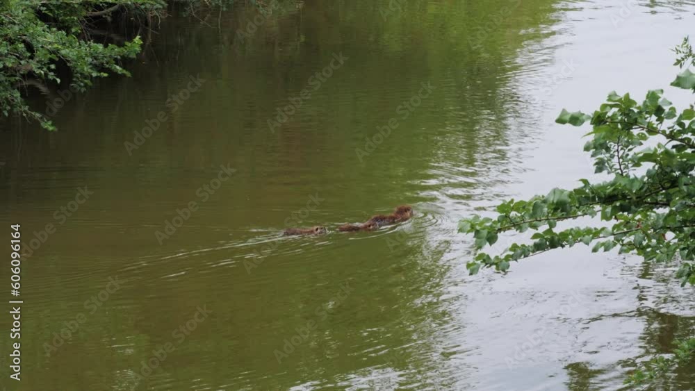 River otter swimming in Lake, otter family, Spain, Catalonia River otter swimming in Lake, otter family, Spain, Catalonia