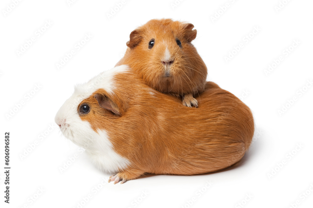 Two cute guinea Pigs isolated isolated on white background Two cute guinea Pigs isolated isolated on white background