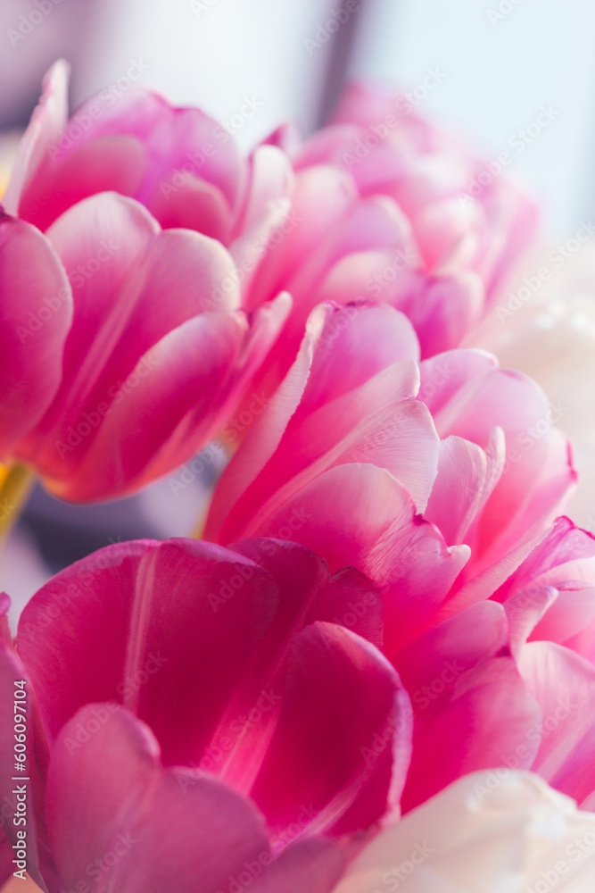 Beautiful fresh rosy tulips