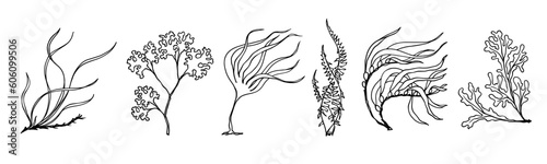 Seaweed linear sketch set.Vector graphics.