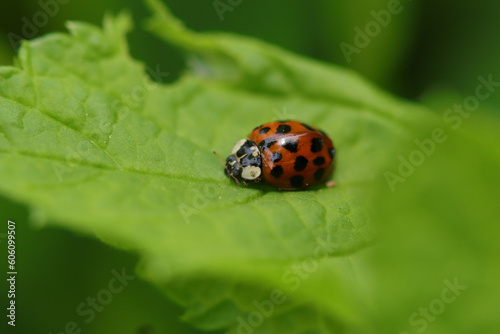 Coccinelle Asiatique Multicolore (Harmonia axyridis) 