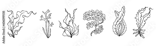 Seaweed linear sketch set.Vector graphics.