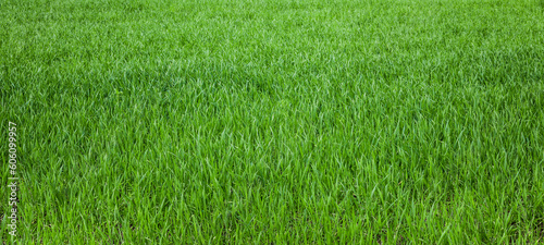 Junges Weizengras im Früling Panoramaufnahme