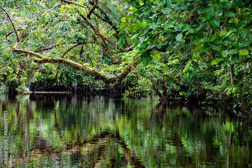 Entre Águas e Floresta: A Magia do Igarapé no Rio Capim