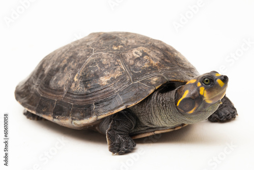Yellow-spotted Amazon River Turtle, Podocnemis unifilis isolated on white background
