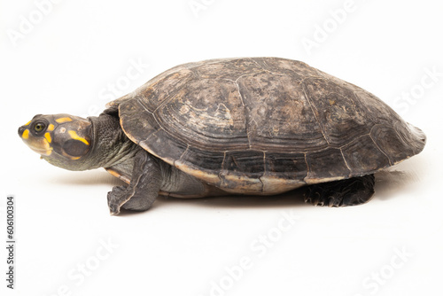 Yellow-spotted Amazon River Turtle, Podocnemis unifilis isolated on white background 