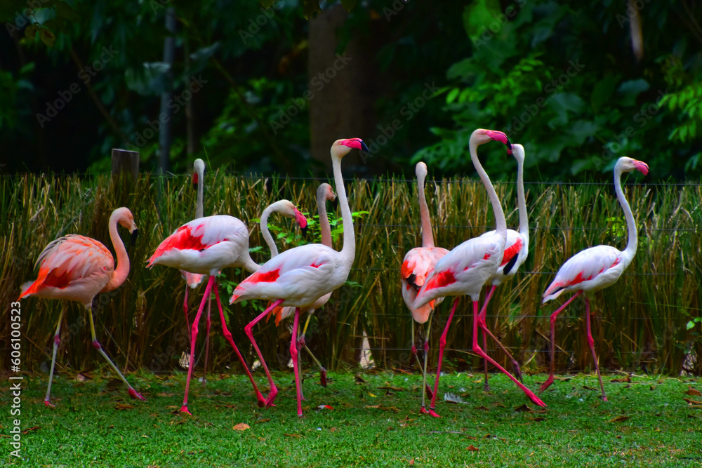 Dança Rosada: Flamingos no Mangal das Garças - obrazy, fototapety, plakaty 