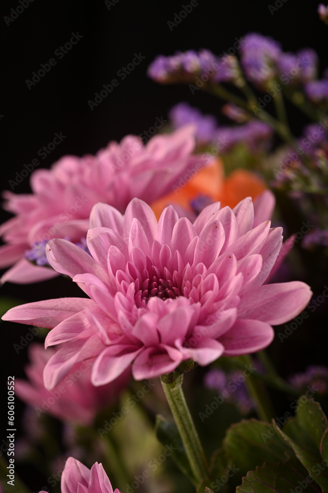 A Close up of a purple pink flower in a studio setup using a shallow depth of field to give it a dreamy effect, inspirational as flowers always bloom when the sun is out A Close up of a purple pink flower in a studio setup using a shallow depth of field to give it a dreamy effect, inspirational as flowers always bloom when the sun is out