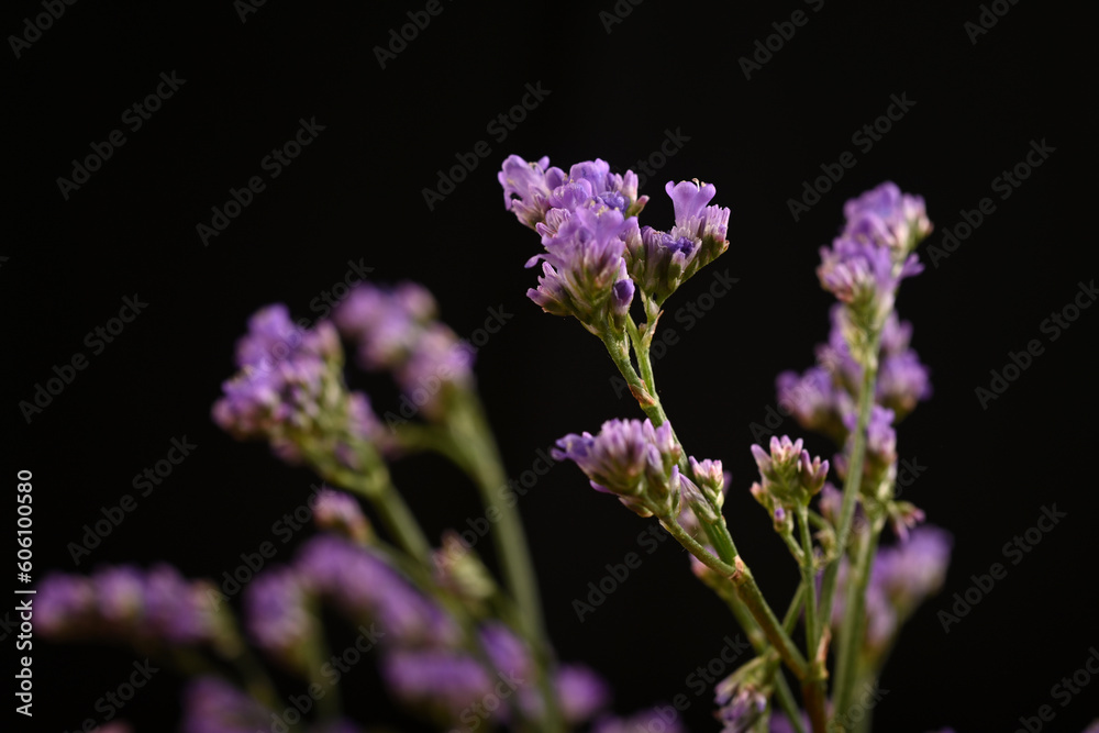 Small Purple flowers used for filling, taken in a studio setup with a shallow depth of field 