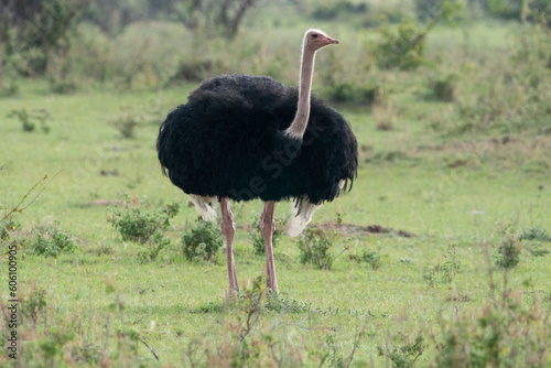 Ostrich bird in the Masaai Mara Reserve - Kenya, East Africa