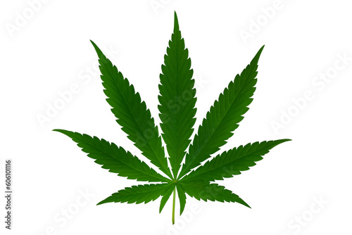 green marijuana leaf on transparent background .png transparent background image cannabis leaf illustration