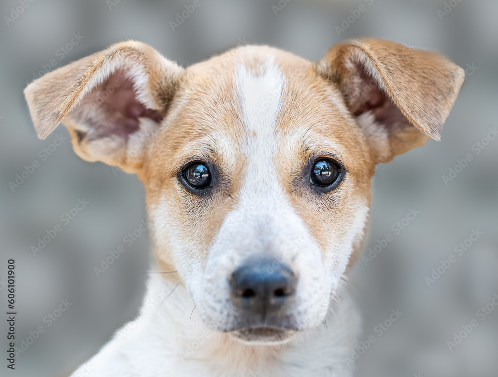 A portrait of an adorable puppy looking straight at the camera, on a grey background A portrait of an adorable puppy looking straight at the camera, on a grey background