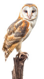 a Barn Owl, perched, side view, a nocturnal bird of prey, piercing eyes, Nature-themed, photorealistic illustrations in a PNG, cutout, and isolated. Generative AI