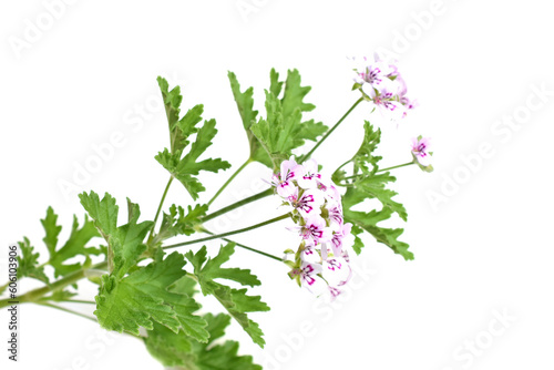 Pelargonium crispum the lemon-scented geranium isolated on white background