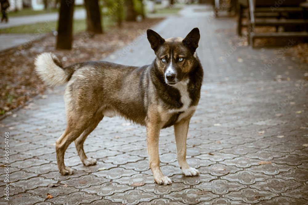 A big scary dog with almost white eyes stands with his ears raised. A dog with light gray eyes stands outside and listens. A big scary dog with almost white eyes stands with his ears raised. A dog with light gray eyes stands outside and listens.
