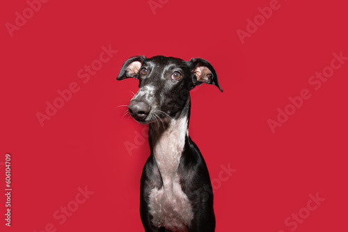 Portrait greyhound dog looking at camera. Isolated on red background