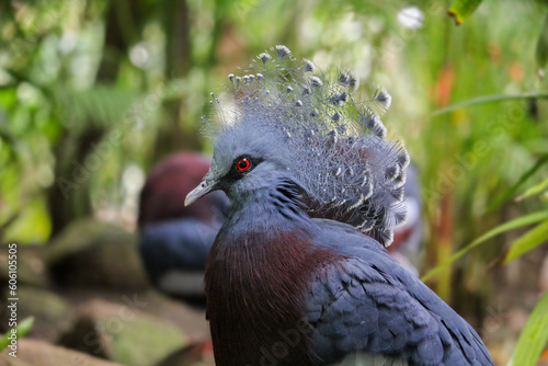 Victoria crowned pigeon head closeup. Goura victoria