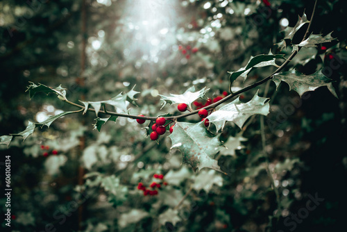 red berries on a branch
