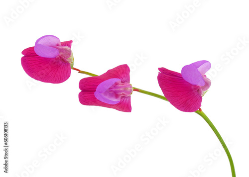 Spanish vetchling flowers isolated on white background, Lathyrus clymenum photo