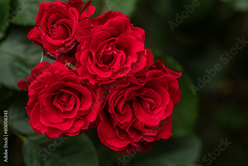 Red roses in the garden