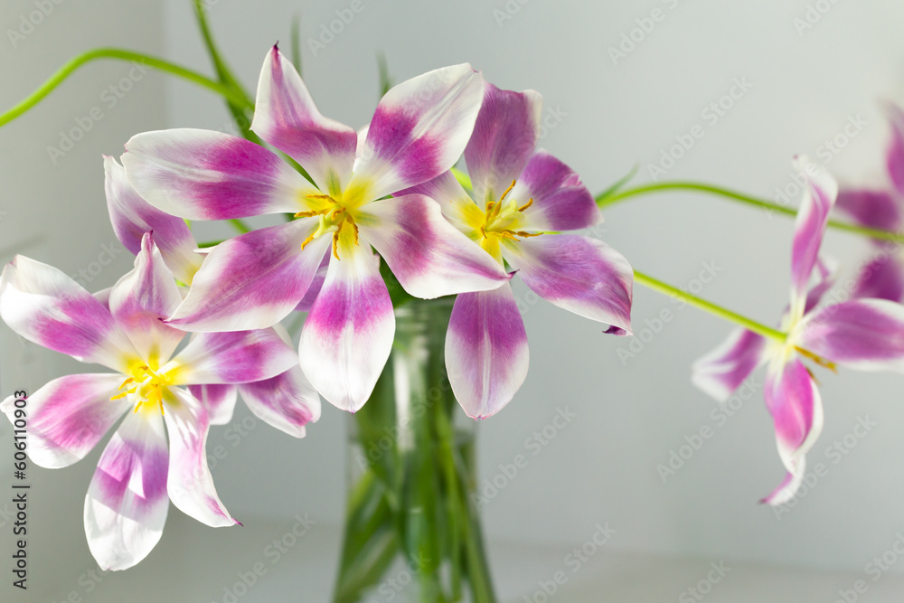Closeup of beautiful wide open white and purple tulips with yellow pistil and stamens seen in the morning sun in glass vase Closeup of beautiful wide open white and purple tulips with yellow pistil and stamens seen in the morning sun in glass vase