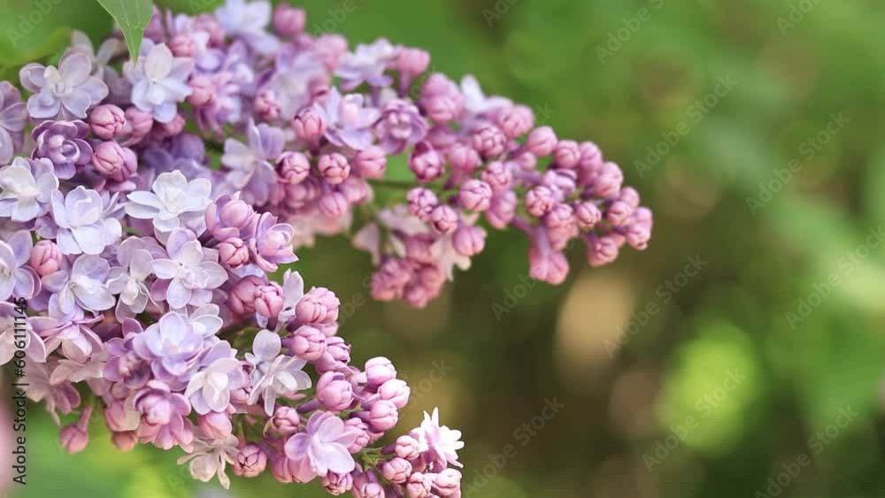 Spring, beautiful light pink lilac flowers in the garden, close-up Spring, beautiful light pink lilac flowers in the garden, close-up