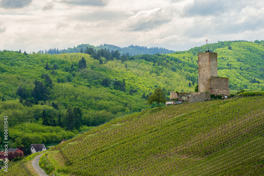 Surplombant les vignobles alsaciens : le Château du Wineck à Katzenthal, CeA, Alsace, Grand Est, France
