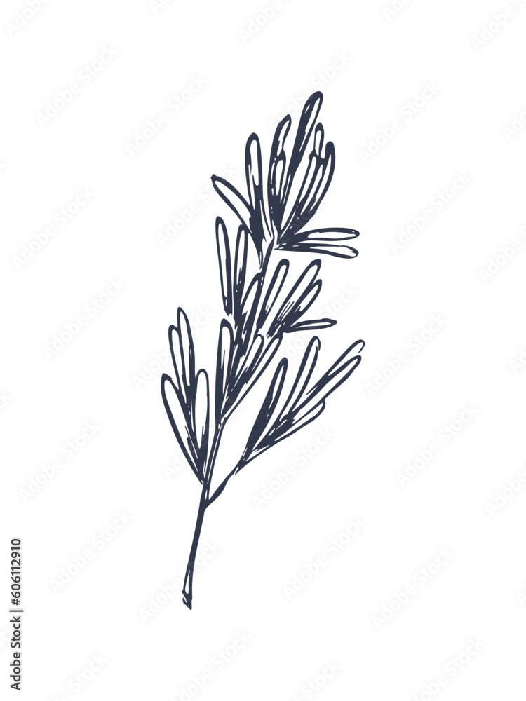 Rosemary leaves (Salvia rosmarinus) vector hand drawn illustration. Good for aromatherapy, essential oil, perfume and fragrance industry. Medicinal and culinary herb on white background. Rosemary leaves (Salvia rosmarinus) vector hand drawn illustration. Good for aromatherapy, essential oil, perfume and fragrance industry. Medicinal and culinary herb on white background.