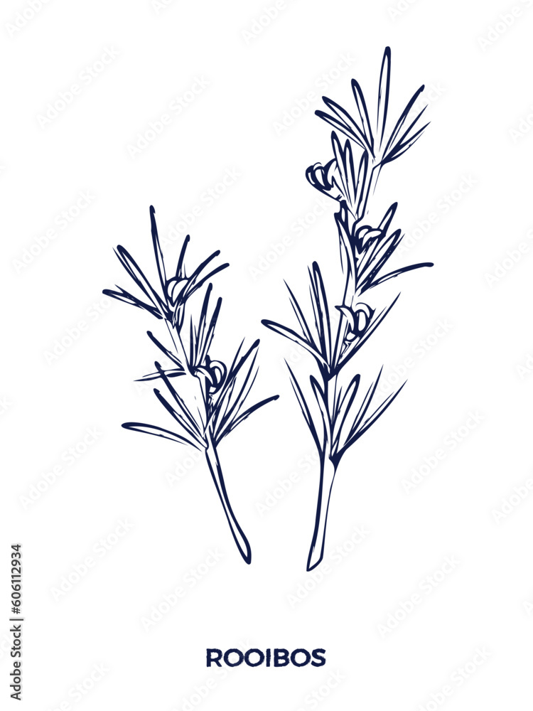 Obraz premium Rooibos vector hand drawn illustration. Herbal tea plant on white background.