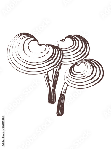 Reishi vector line art illustration. Medicinal mushroom sketch on white background.