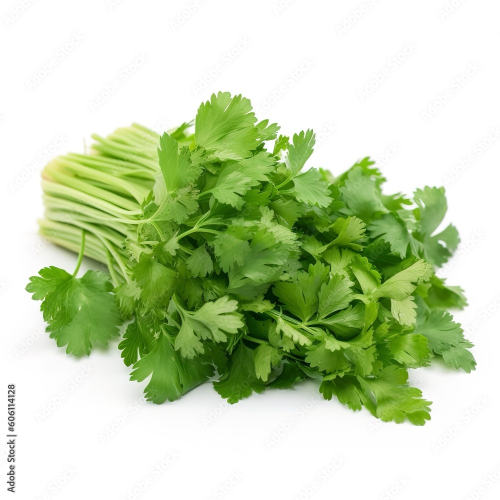Fresh cilantro coriander isolated on white background Fresh cilantro coriander isolated on white background