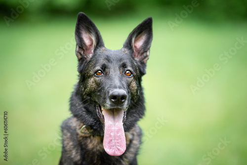 Beautiful sable german shepherd portrait with open mouth and tongue out  outdoor  green blurred background  green spring grass