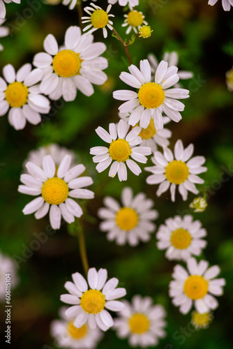 chamomile field macro  white flowers  background morning sun close up. Herbal medicine. Chamaemelum nobile Roman Alternative Spring Daisy. Beautiful meadow  herbal infusions beverages