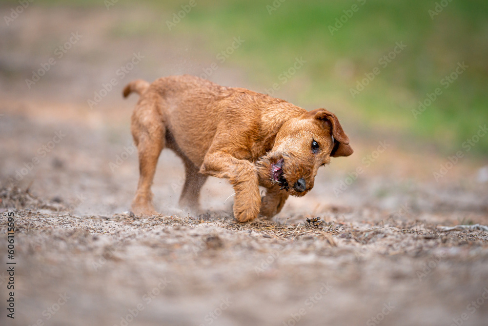 Beautiful irish terrier puppy playing outdoor on the sand, blurred background in the forest Beautiful irish terrier puppy playing outdoor on the sand, blurred background in the forest
