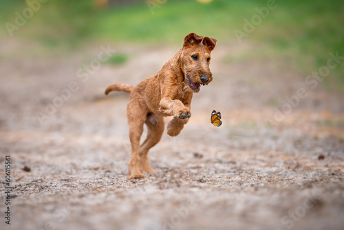 Valokuva Beautiful irish terrier puppy playing outdoor on the sand,  catching a butterfly