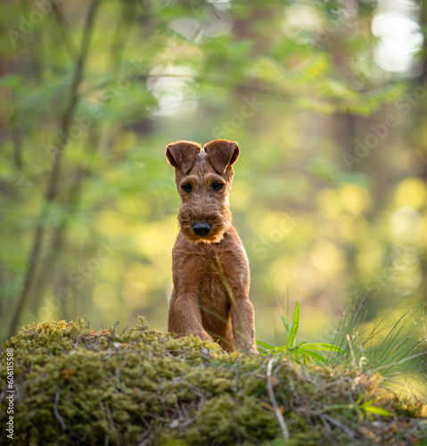 Beautiful irish terrier puppy portrait outdoor, green blurred background in the forest, on the moss