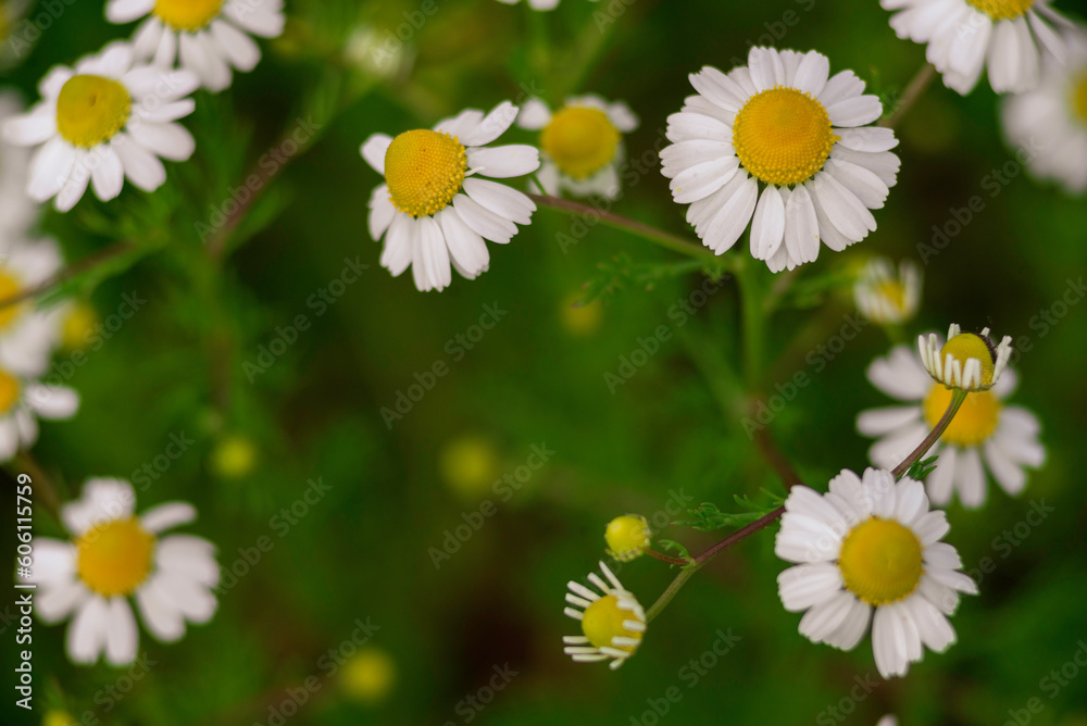 chamomile field macro white flowers background morning sun close up. Herbal medicine. Chamaemelum nobile Roman Alternative Spring Daisy. Beautiful meadow herbal infusions beverages chamomile field macro white flowers background morning sun close up. Herbal medicine. Chamaemelum nobile Roman Alternative Spring Daisy. Beautiful meadow herbal infusions beverages