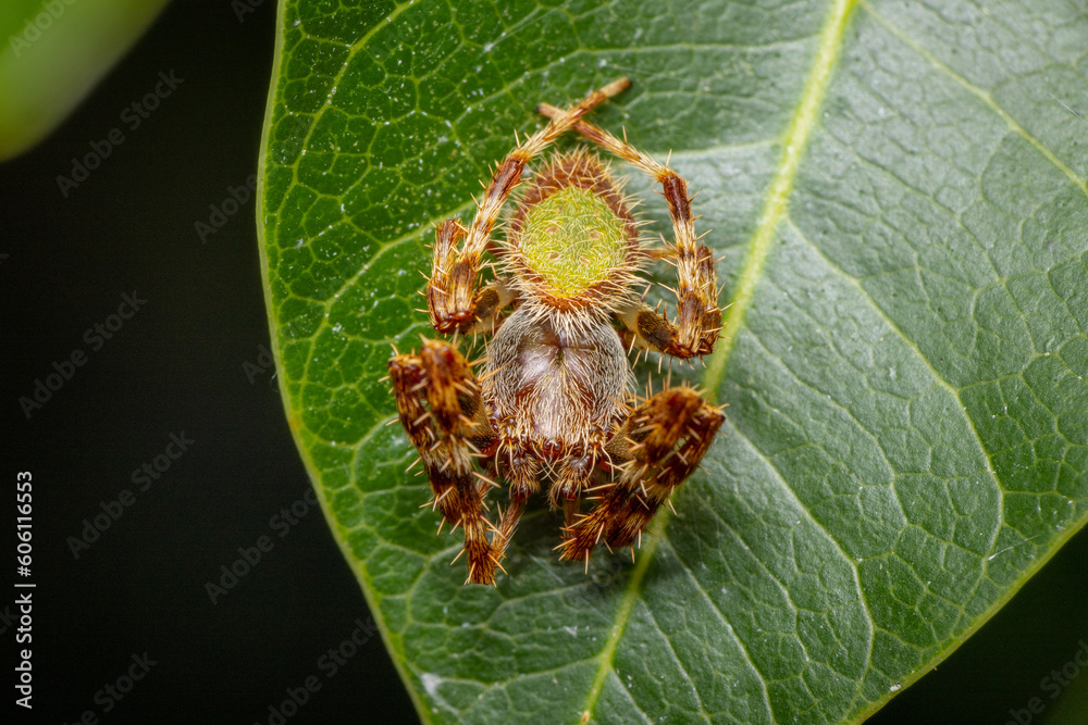 Tropical Orb Weaver Spider Curled Up on a Leaf Tropical Orb Weaver Spider Curled Up on a Leaf