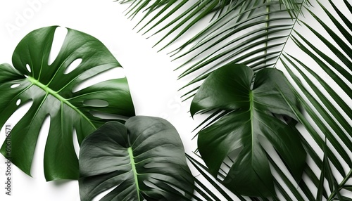 Tropical palm leaves and swiss cheese plant isolated on white background photo