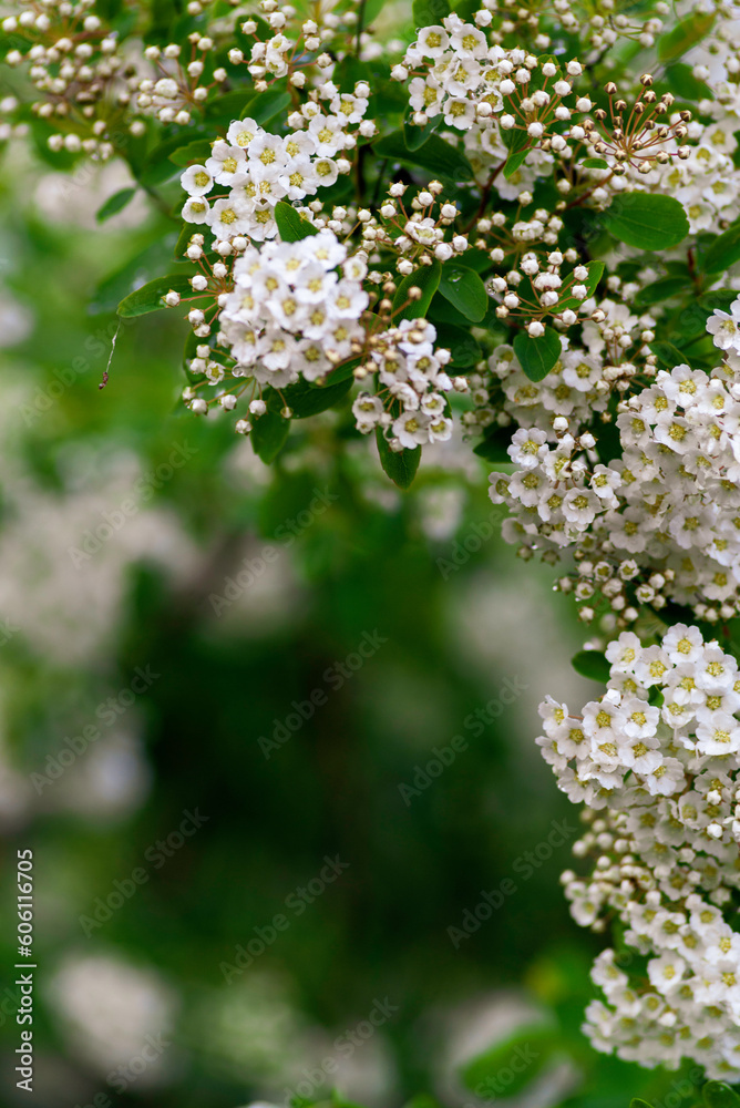 Spring blooming shrub many white flowers - Spirea vanhouttei (Spiraea cantoniensis). Reeve's Bridalwreath spirea Meadowsweet Double White May copy space Spring blooming shrub many white flowers - Spirea vanhouttei (Spiraea cantoniensis). Reeve's Bridalwreath spirea Meadowsweet Double White May copy space