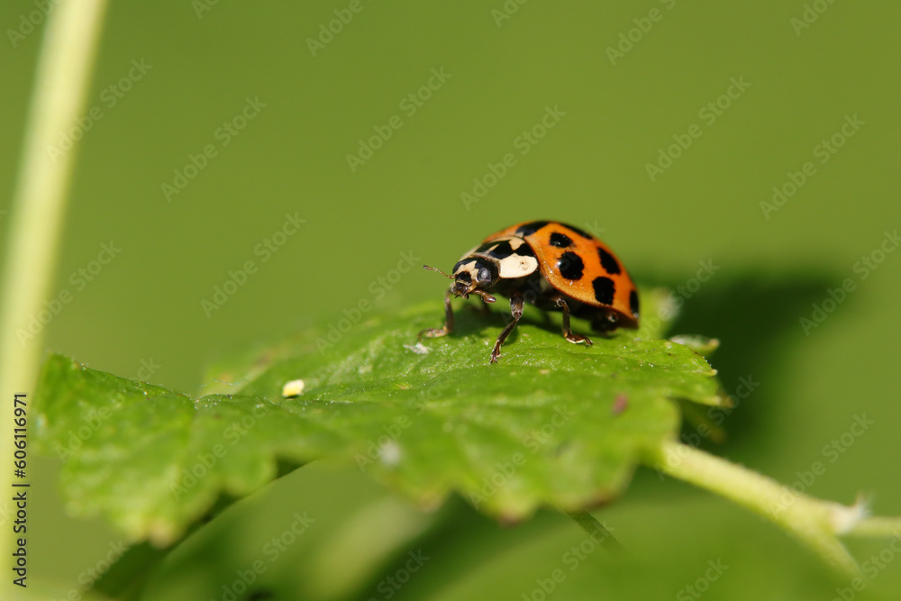 Coccinelle Asiatique Multicolore (Harmonia axyridis) Coccinelle Asiatique Multicolore (Harmonia axyridis)