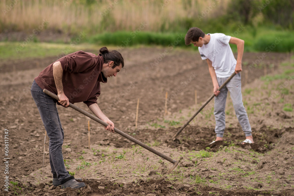 sustainable organic agriculture;hoeing soil , men tilling the orchard land with a hoe Weeding Farming two Young farmers digging a garden mows vegetables garden land Rural Moldova . sustainable organic agriculture;hoeing soil , men tilling the orchard land with a hoe Weeding Farming two Young farmers digging a garden mows vegetables garden land Rural Moldova .