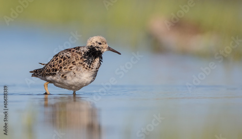 Ruff - male bird at a wetland on the mating season in spring