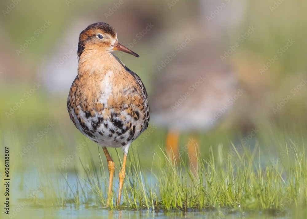 Ruff - male bird at a wetland on the mating season in spring Ruff - male bird at a wetland on the mating season in spring